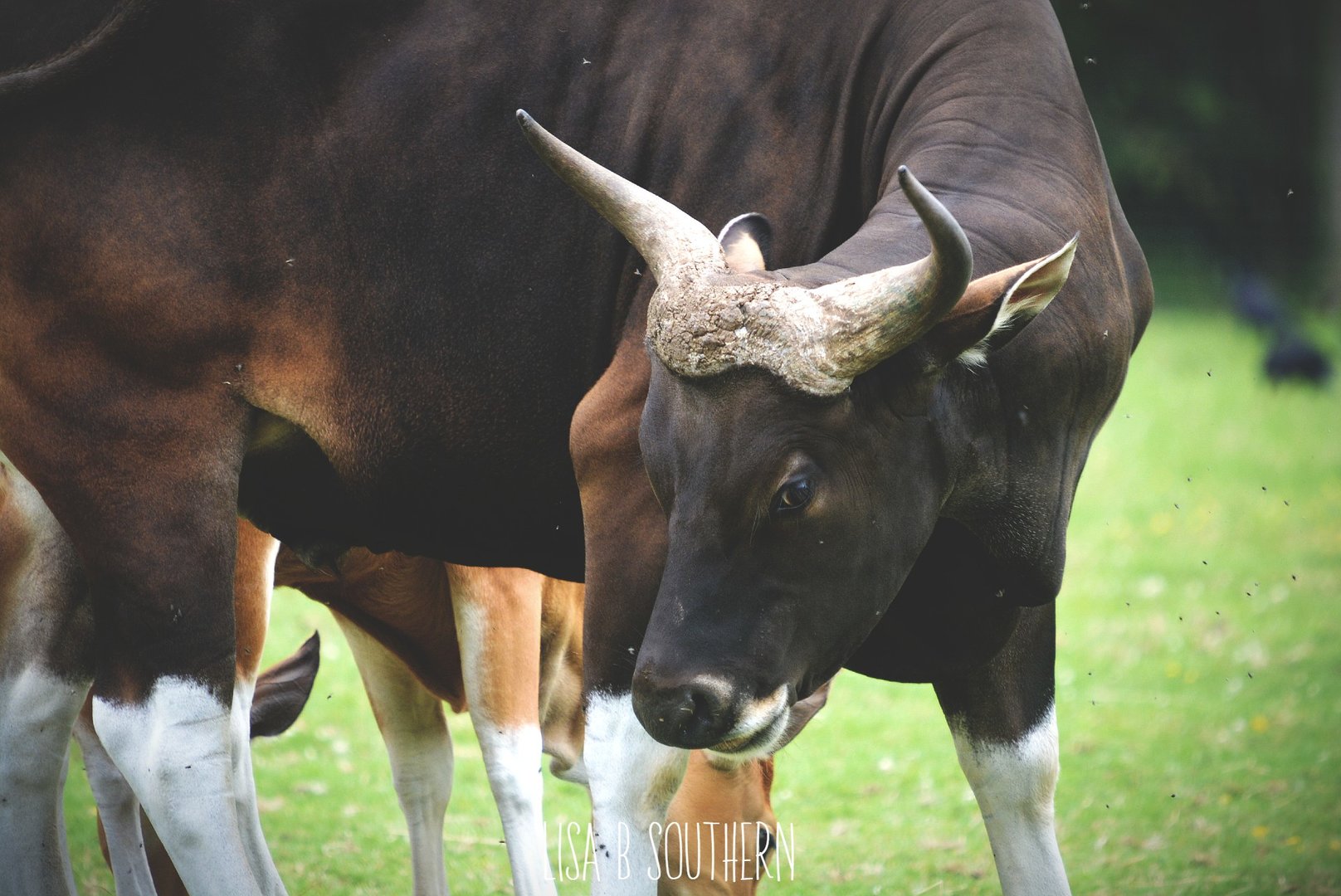 Male Banteng
