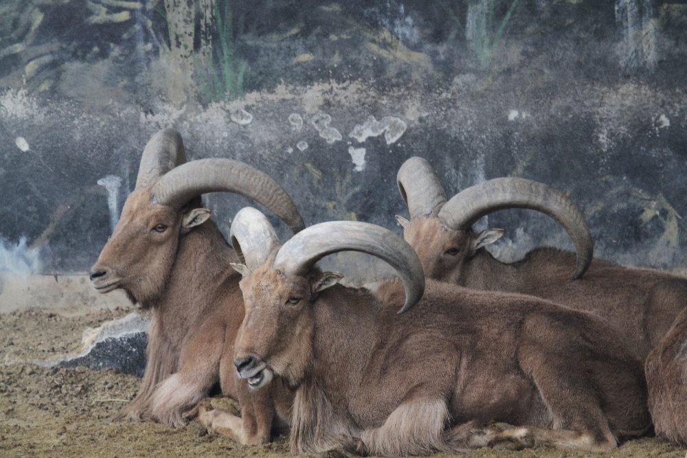 male barbary sheeps(mashhad zoo)