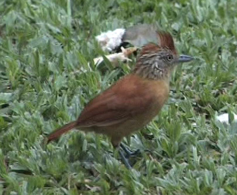 Male Barred Ant-thrush
