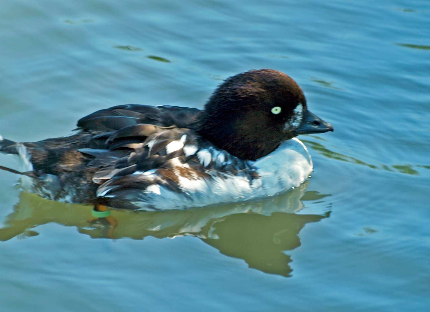 Male Barrow's Goldeneye?