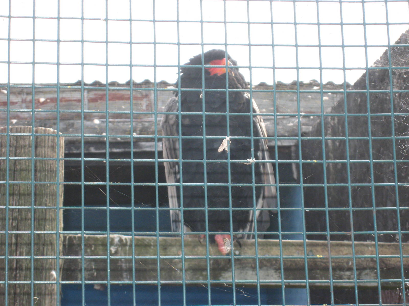 Male Bateleur Eagle at Liberty`s