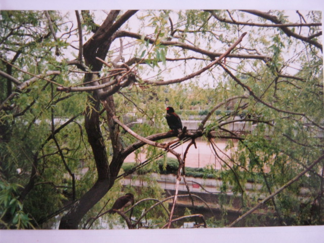 Male Bateleur Eagle in Snowdon Aviary 1995.