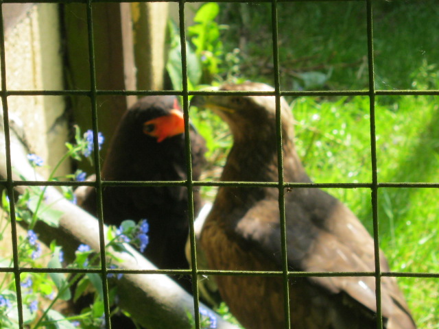 Male Bateleur Eagle with Tawny Eagle.