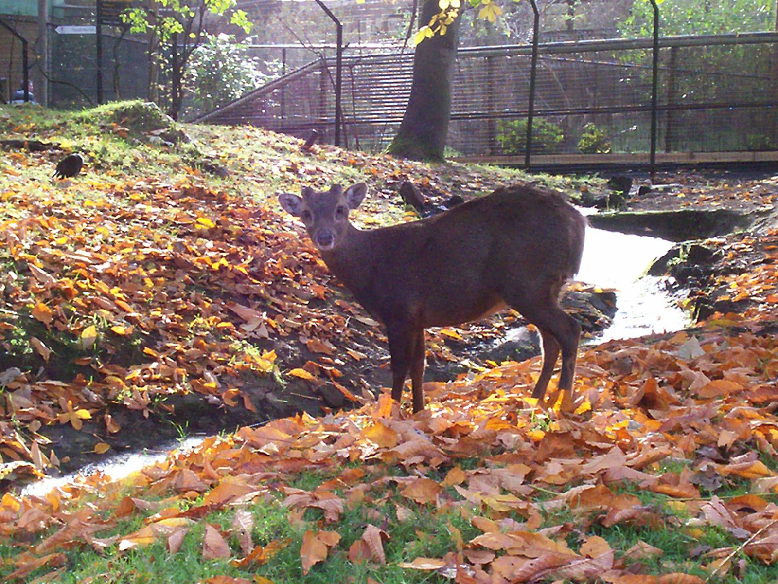 Male Bawean or Kuhl's hog deer at Edinburgh zoo