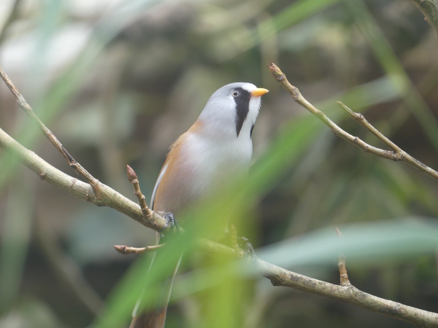 Male Bearded Tit - 21.10.24