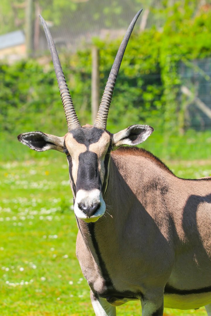 Male Beisa Oryx- 30th April 2025
