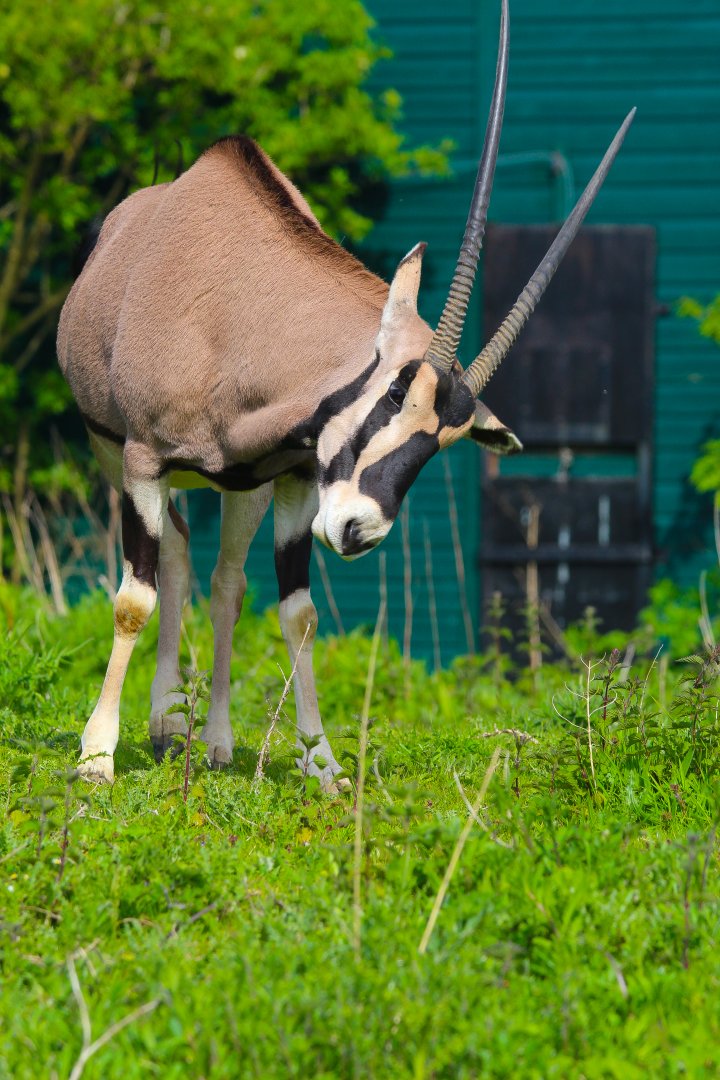 Male Beisa Oryx
