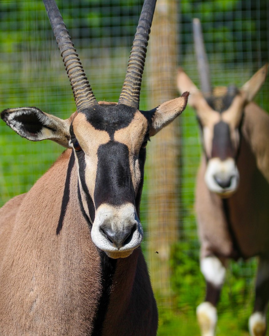 Male Beisa Oryxes