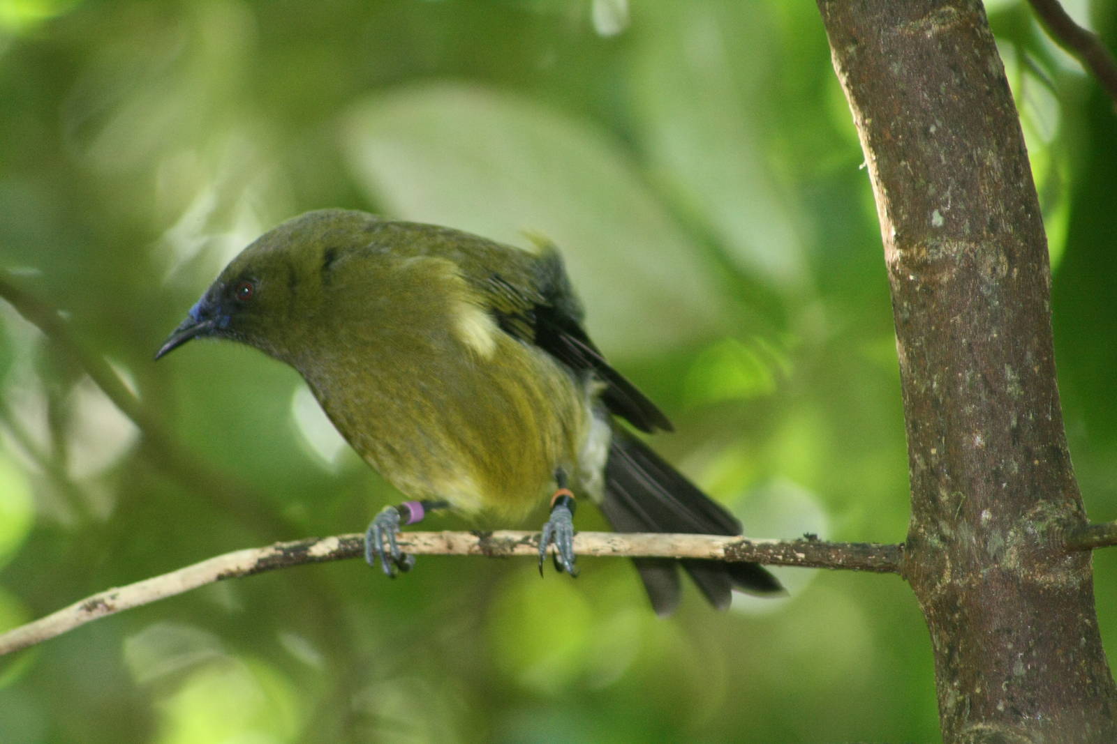 Male Bellbird