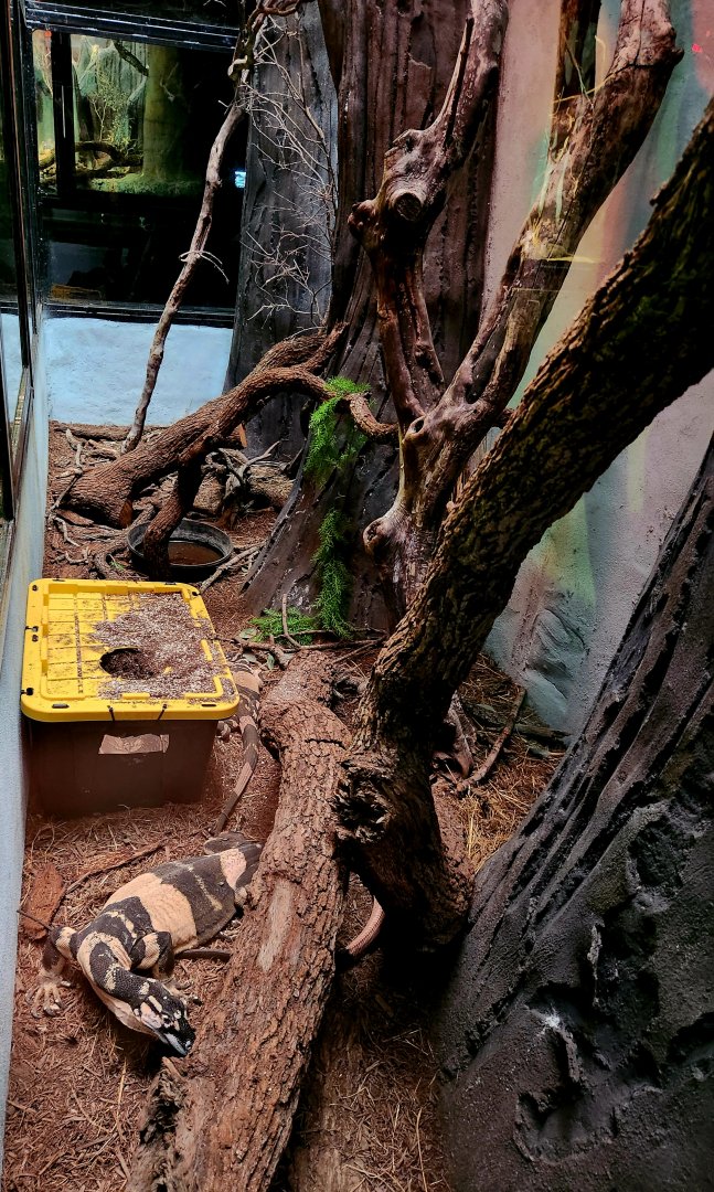 Male Bell's Phase Lace Monitor (Varanus varius)