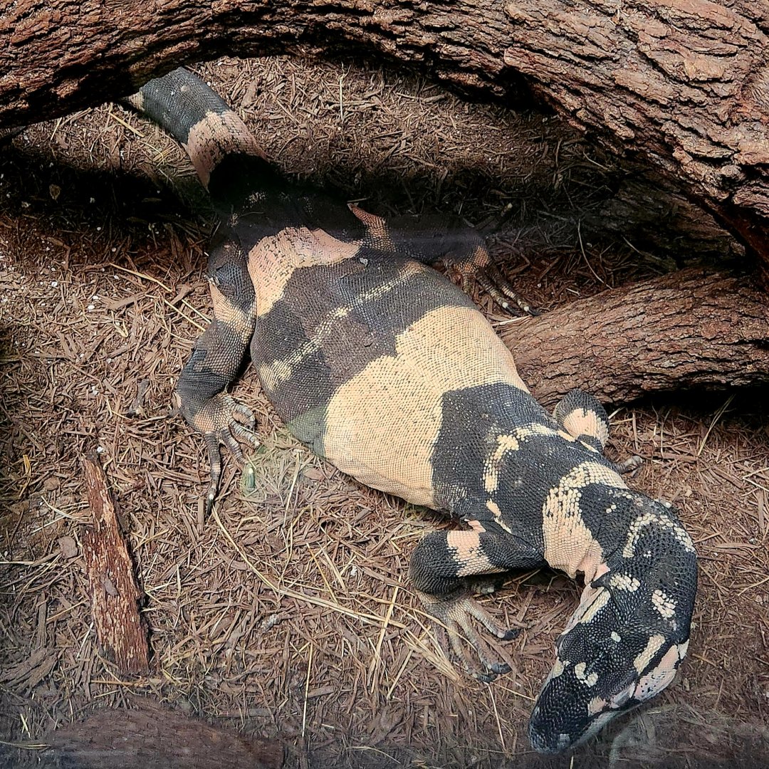 Male Bell's Phase Lace Monitor (Varanus varius)