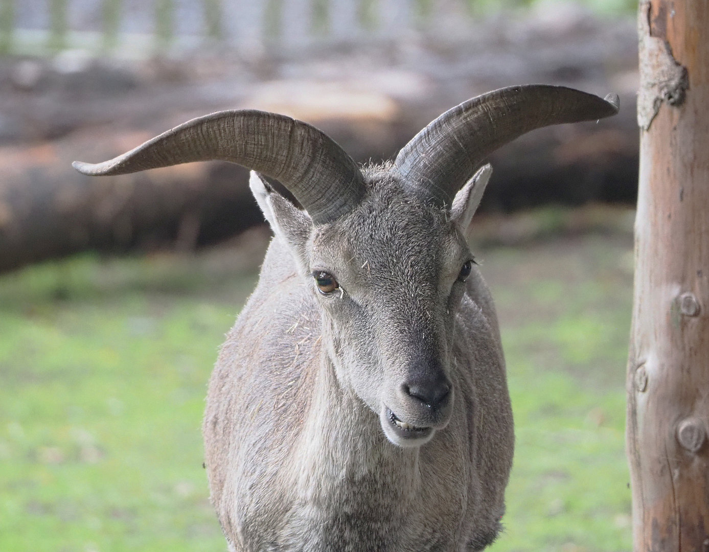 Male Bharal (Pseudois nayaur), 2022-09-14