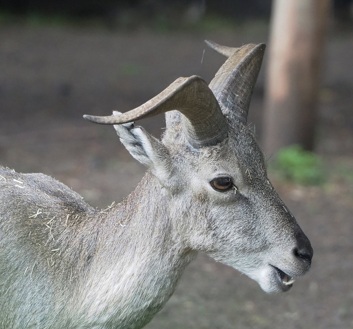 Male Bharal (Pseudois nayaur), 2022-09-14