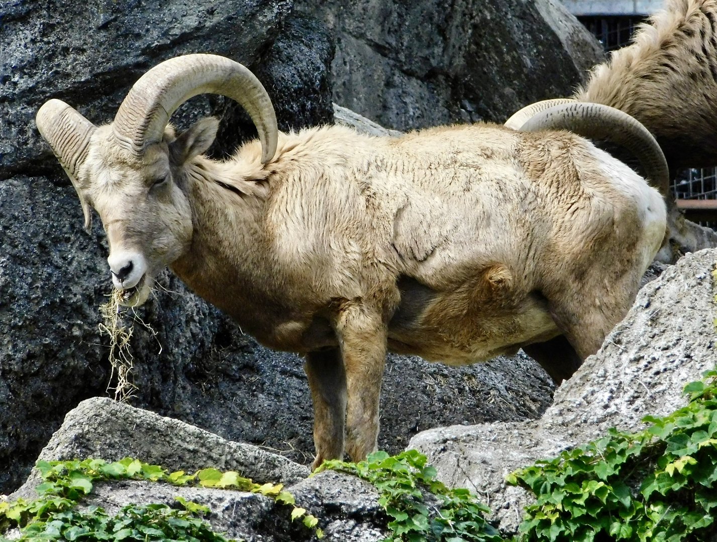 Male Bighorn Sheep (Ovis canadensis) November 1, 2025