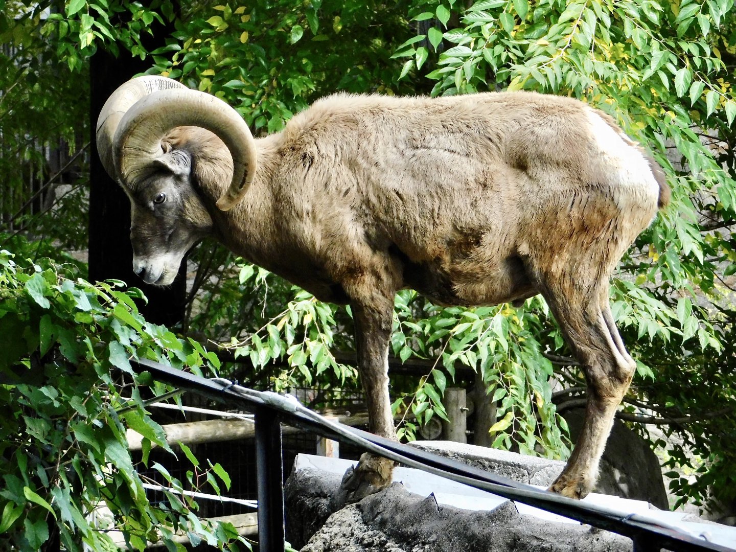 Male Bighorn Sheep (Ovis canadensis) November 1, 2025