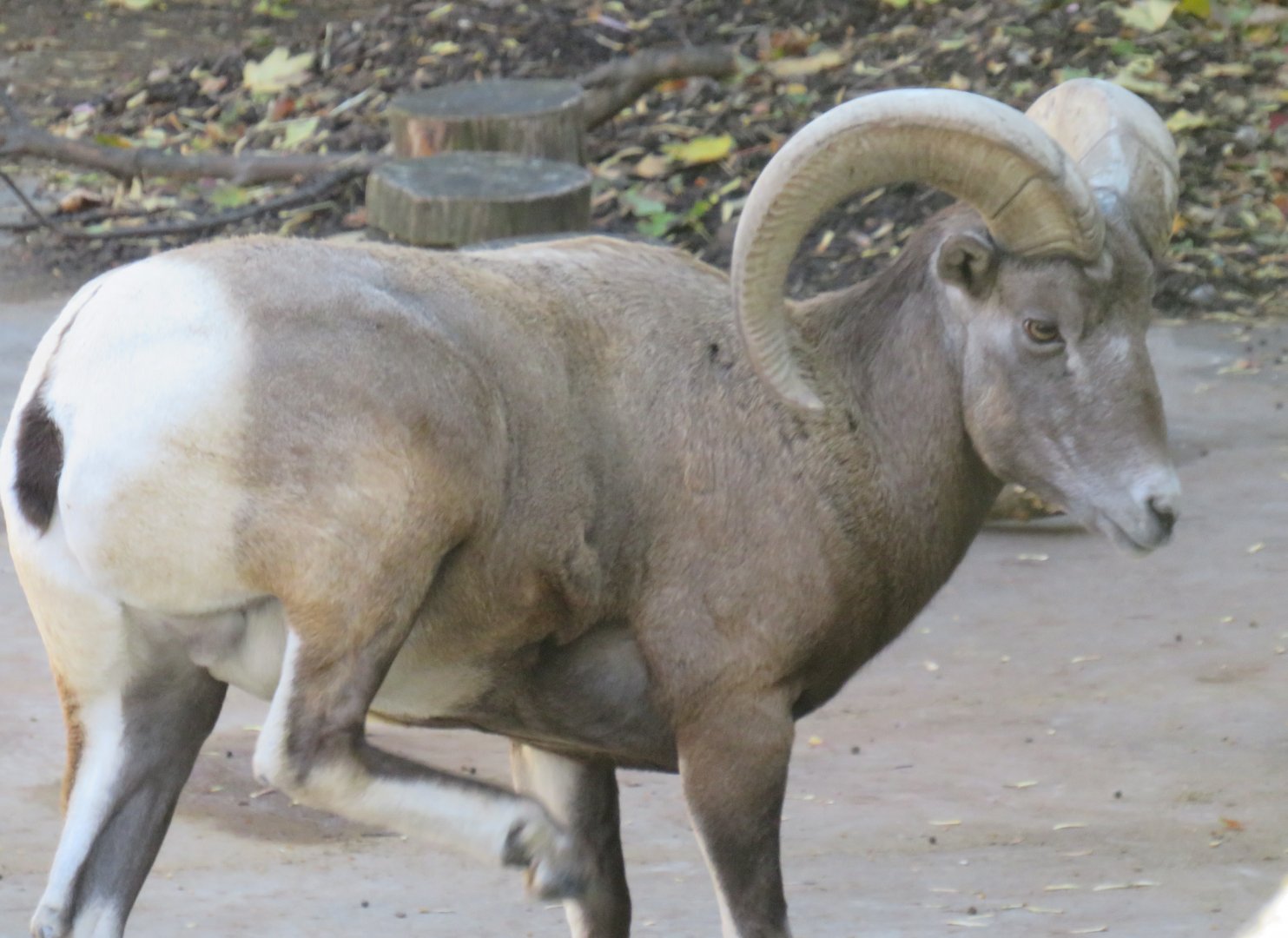 Male bighorn sheep