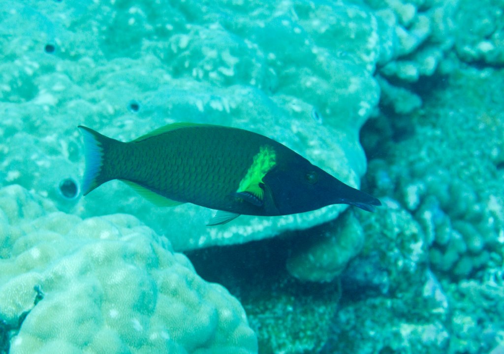 Male Birdnose Wrasse (Gomphosus varius)