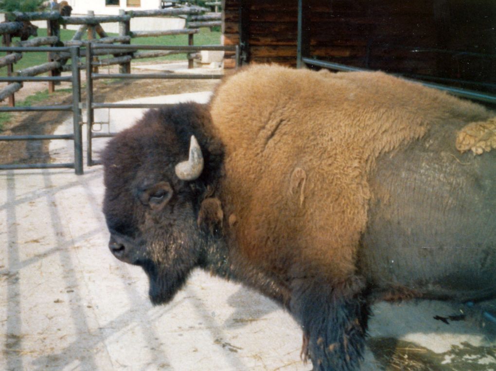 Male bison 'Manato'