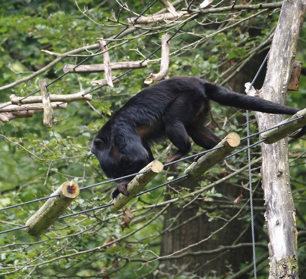 Male Black-and-gold howler monkey (Alouatta caraya), 2024-08-18