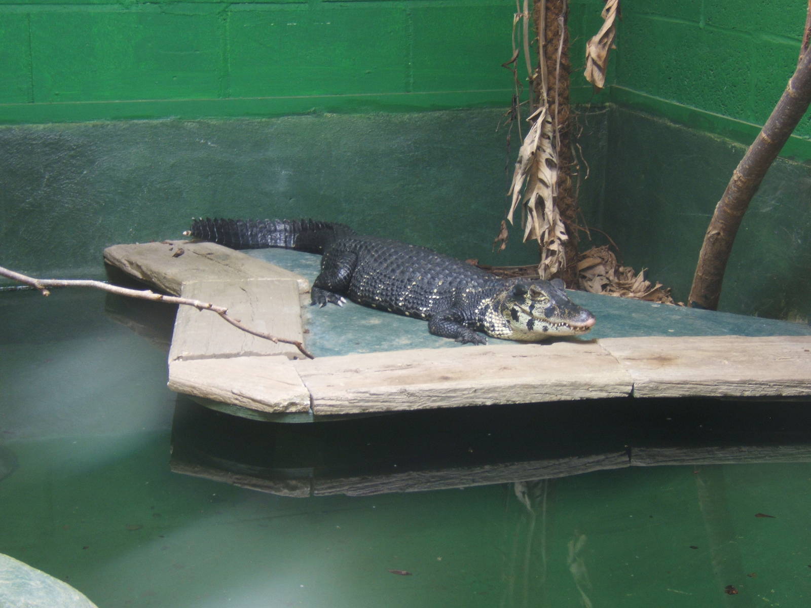 Male Black Caiman
