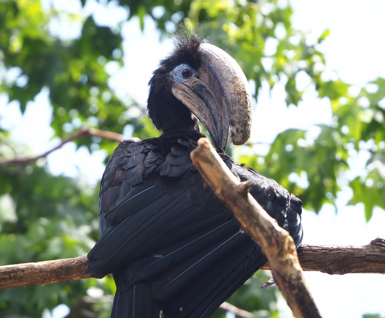 Male Black-casqued hornbill (Ceratogymna atrata), 2022-05-26