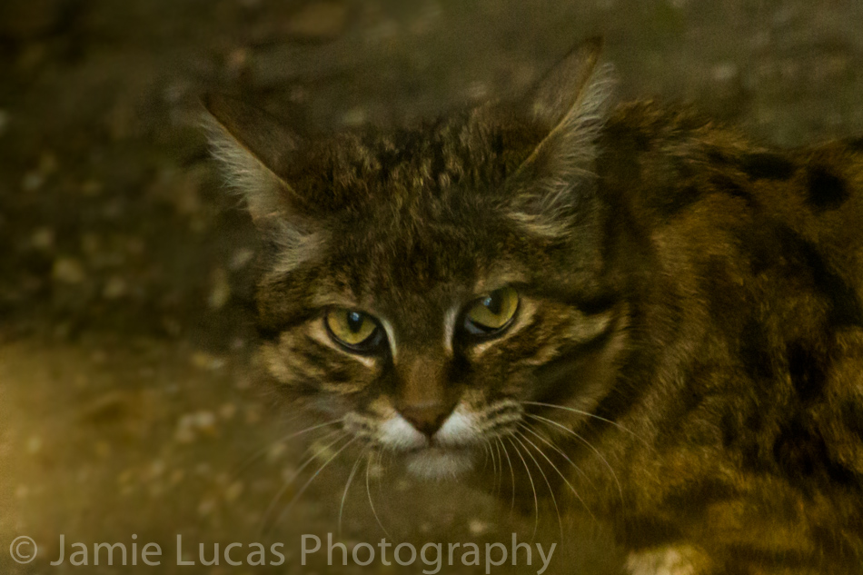 Male Black Footed Cat