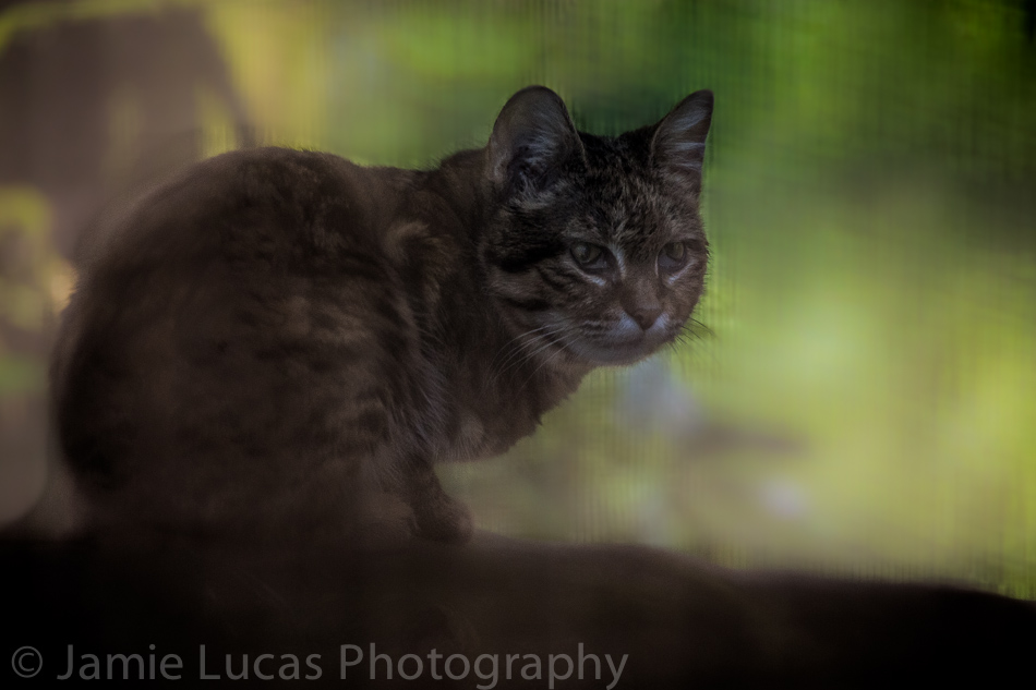 Male Black Footed-Cat