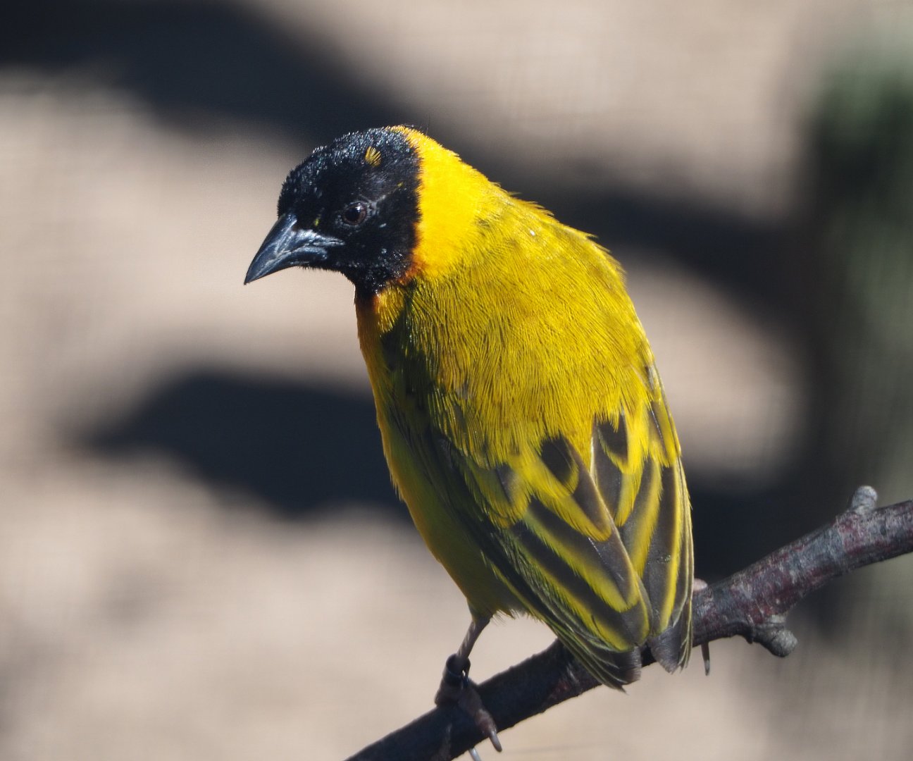 Male Black-headed weaver (Ploceus melanocephalus) 2019-09-15