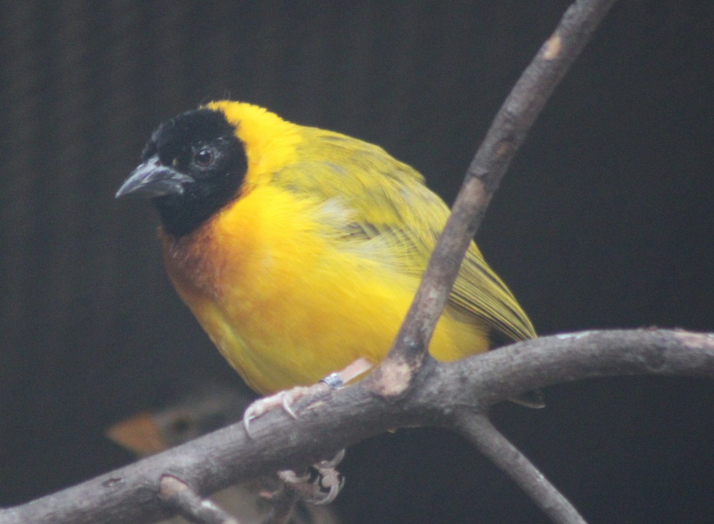 Male Black-headed weaver