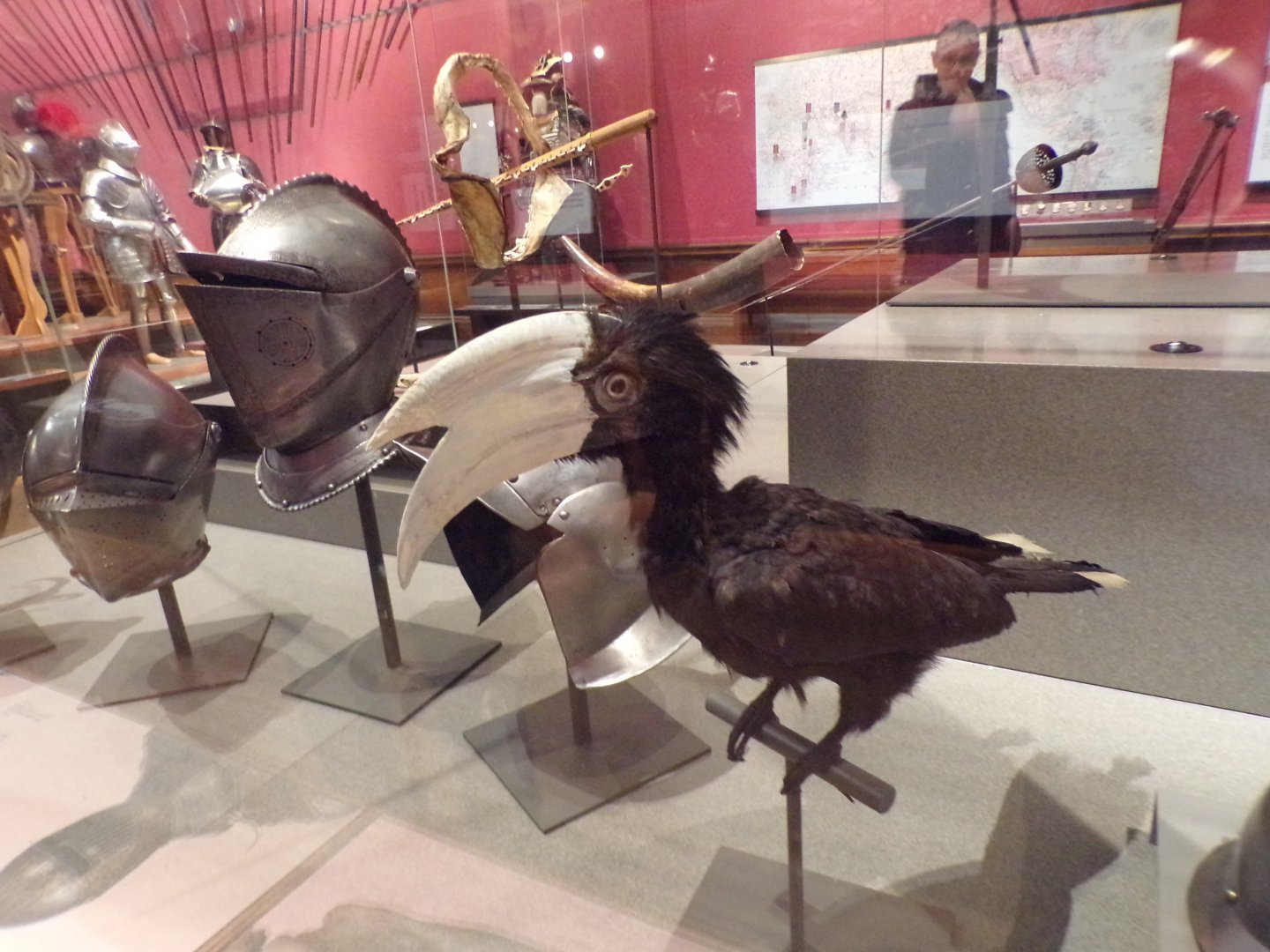 Male black hornbill (taken at Kelvingrove museum) 12.2.24