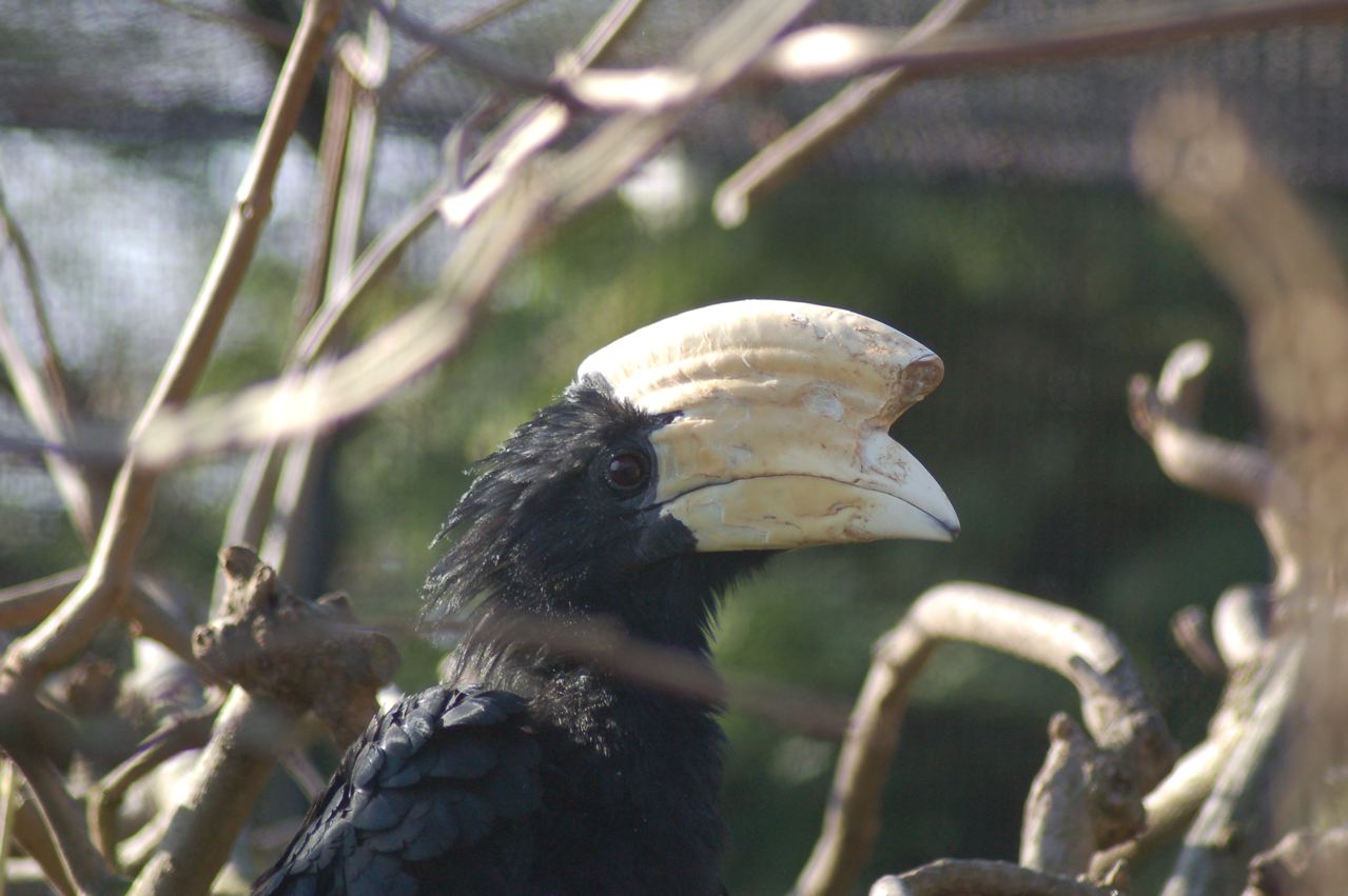 Male Black hornbill