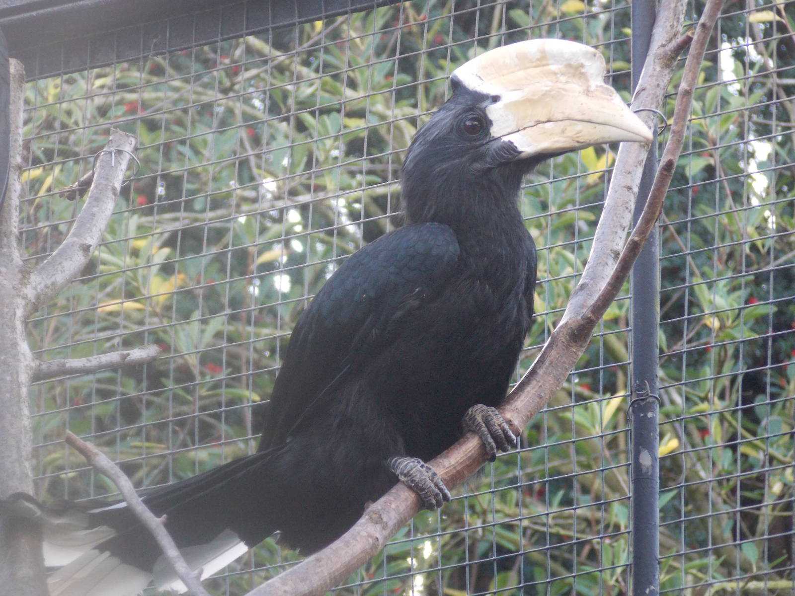 Male Black hornbill