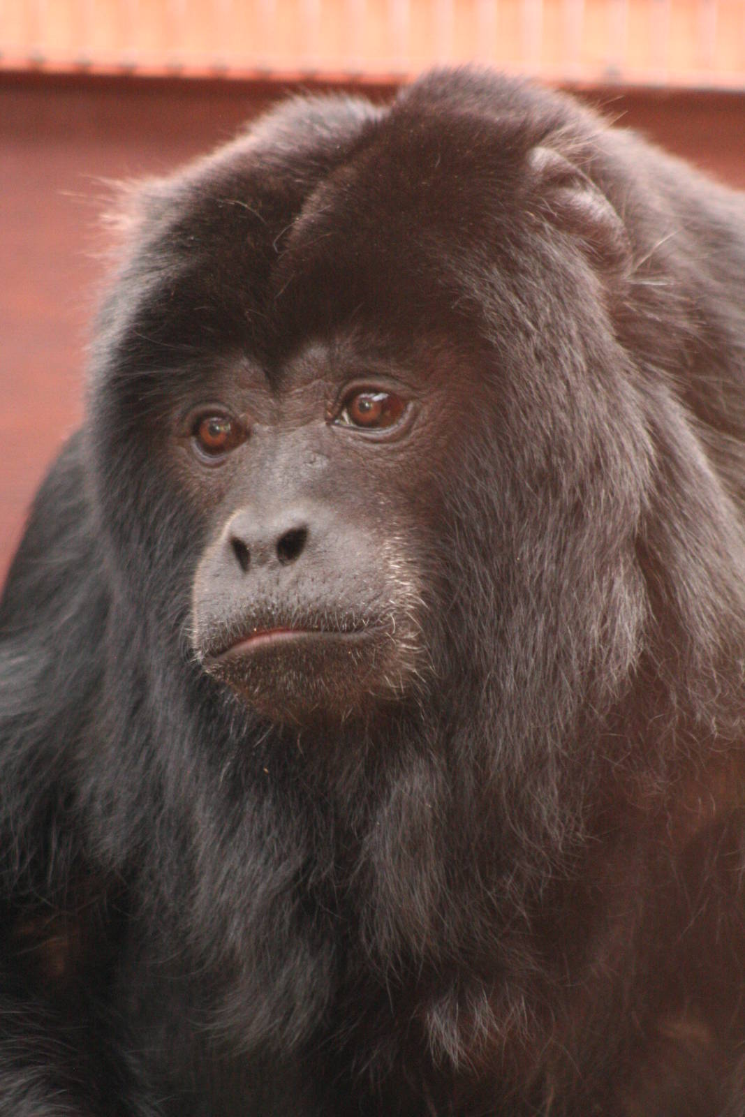 male Black Howler Monkey @ Chester; 15.09.2015