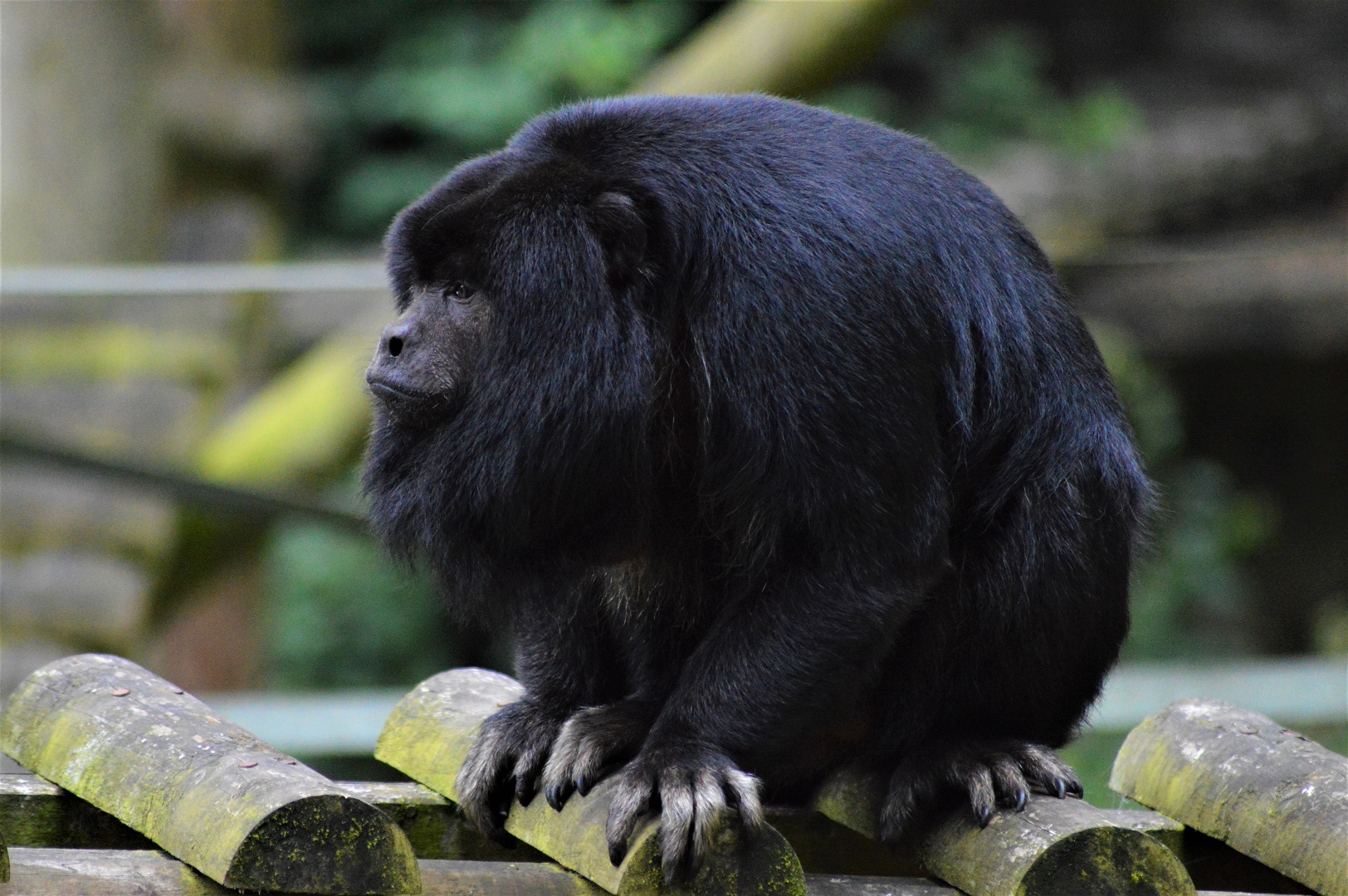 Male black howler monkey