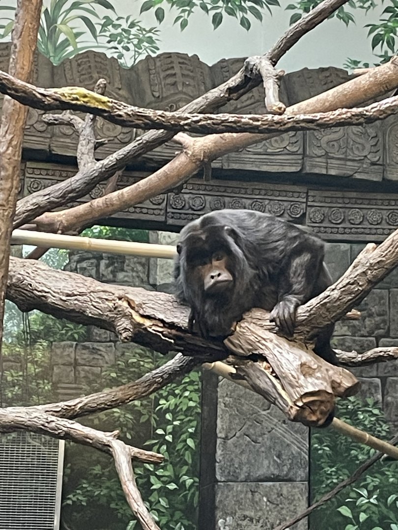 Male Black Howler Monkey