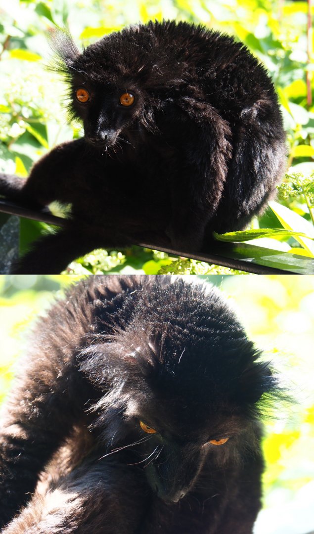 Male Black lemur (Eulemur macaco), 2020-06-12