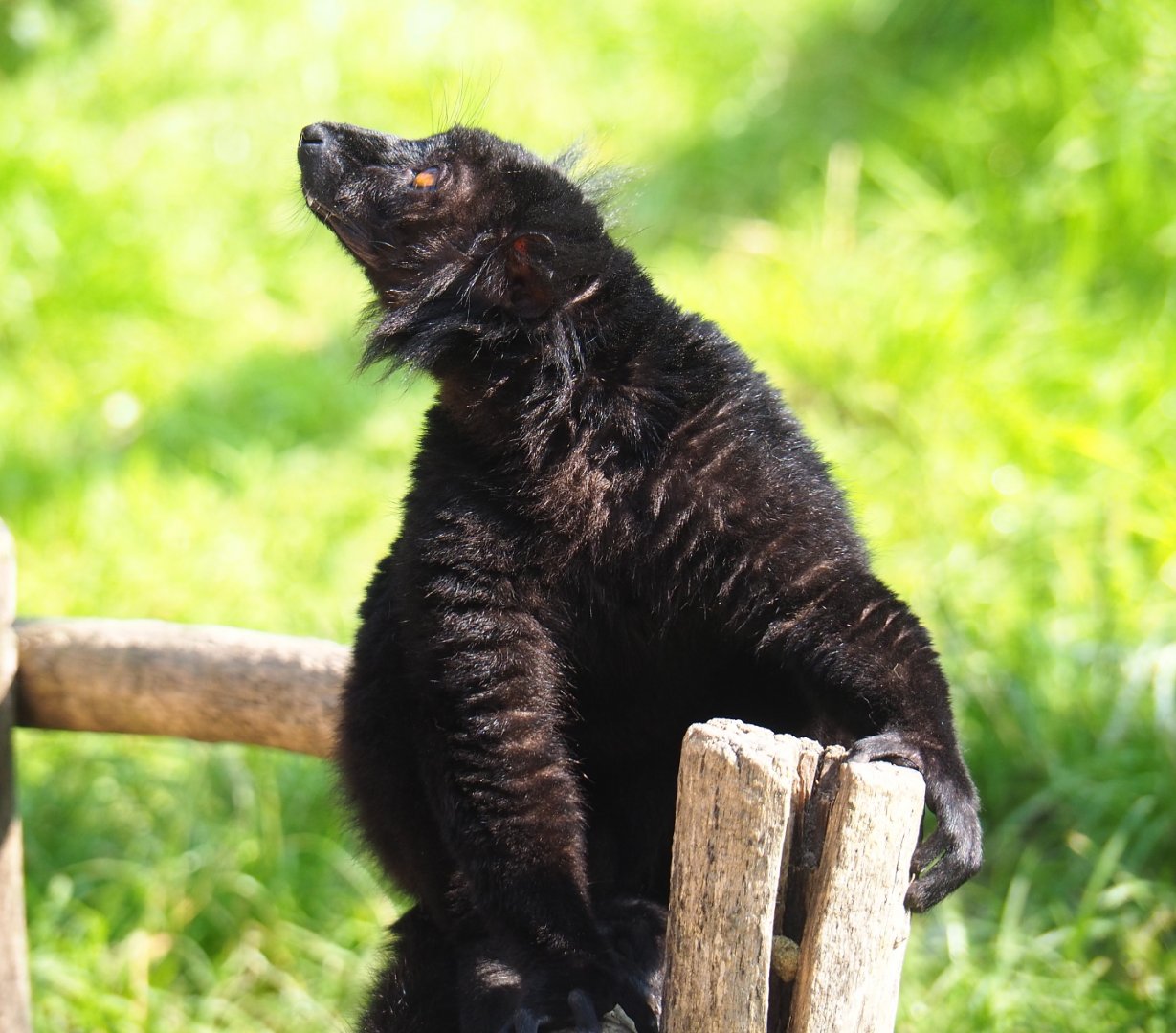 Male black lemur (Eulemur macaco), 2021-07-20