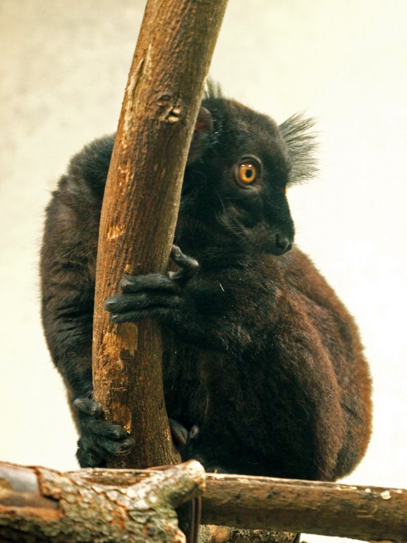 Male black lemur
