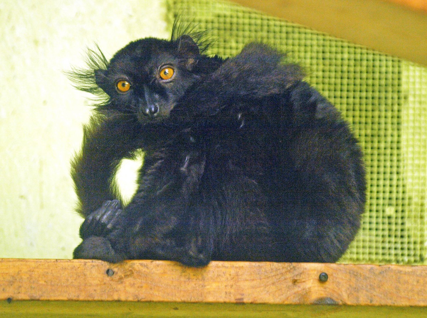 Male black lemur