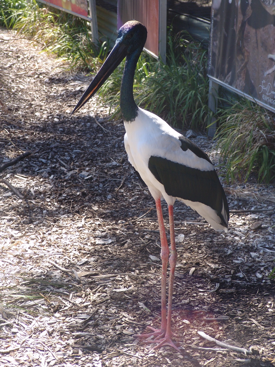 Male Black-necked Stork (Ephippiorhynchus asiaticus)