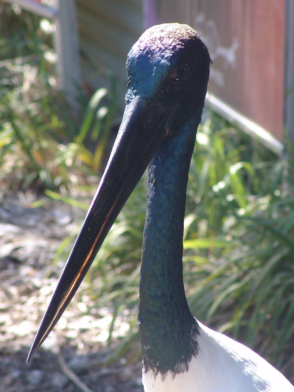 Male Black-necked Stork (Ephippiorhynchus asiaticus)