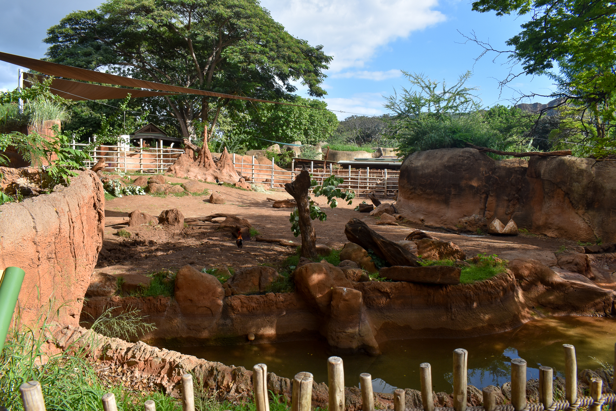 Male black rhino enclosure