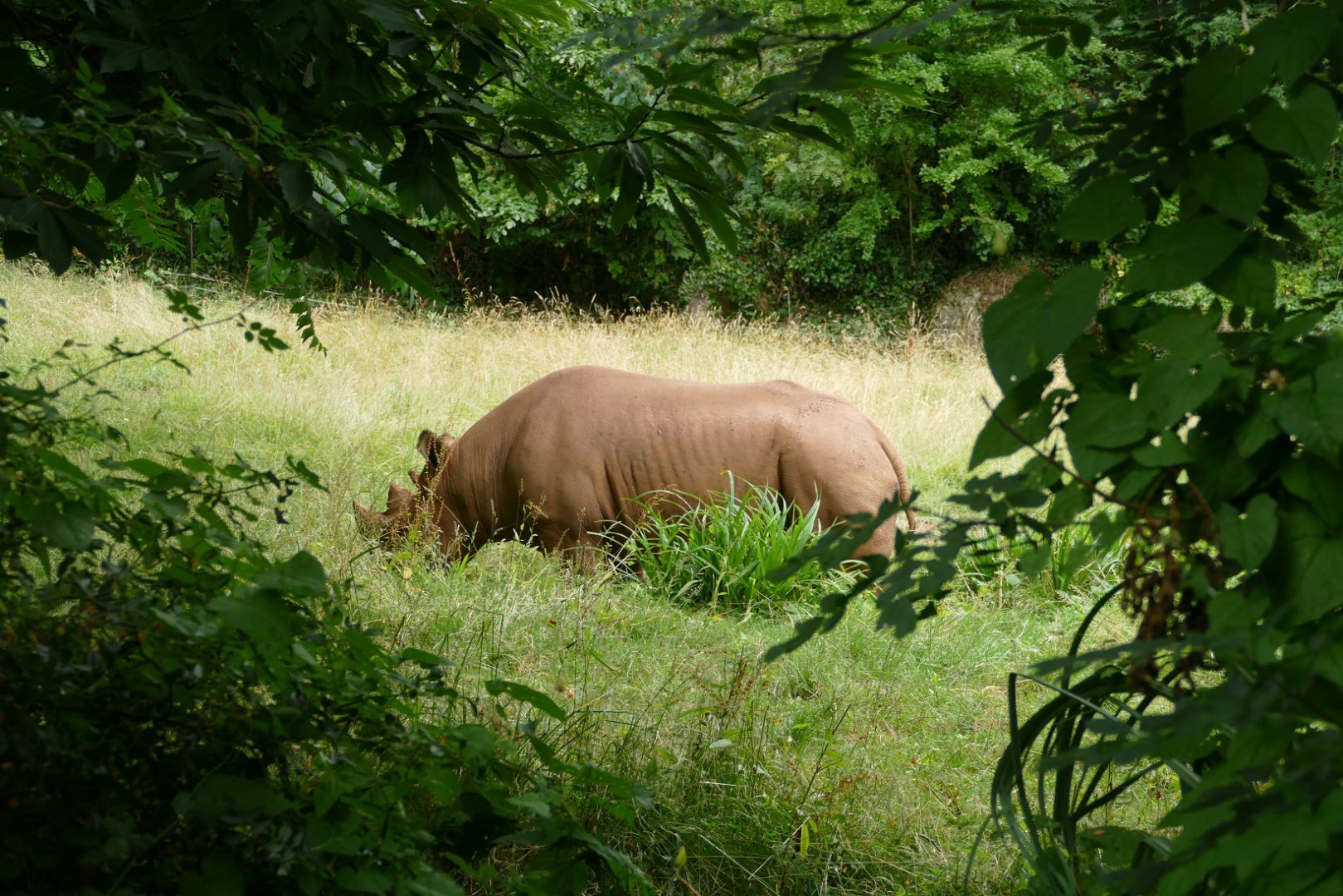 Male black rhino, July 2018