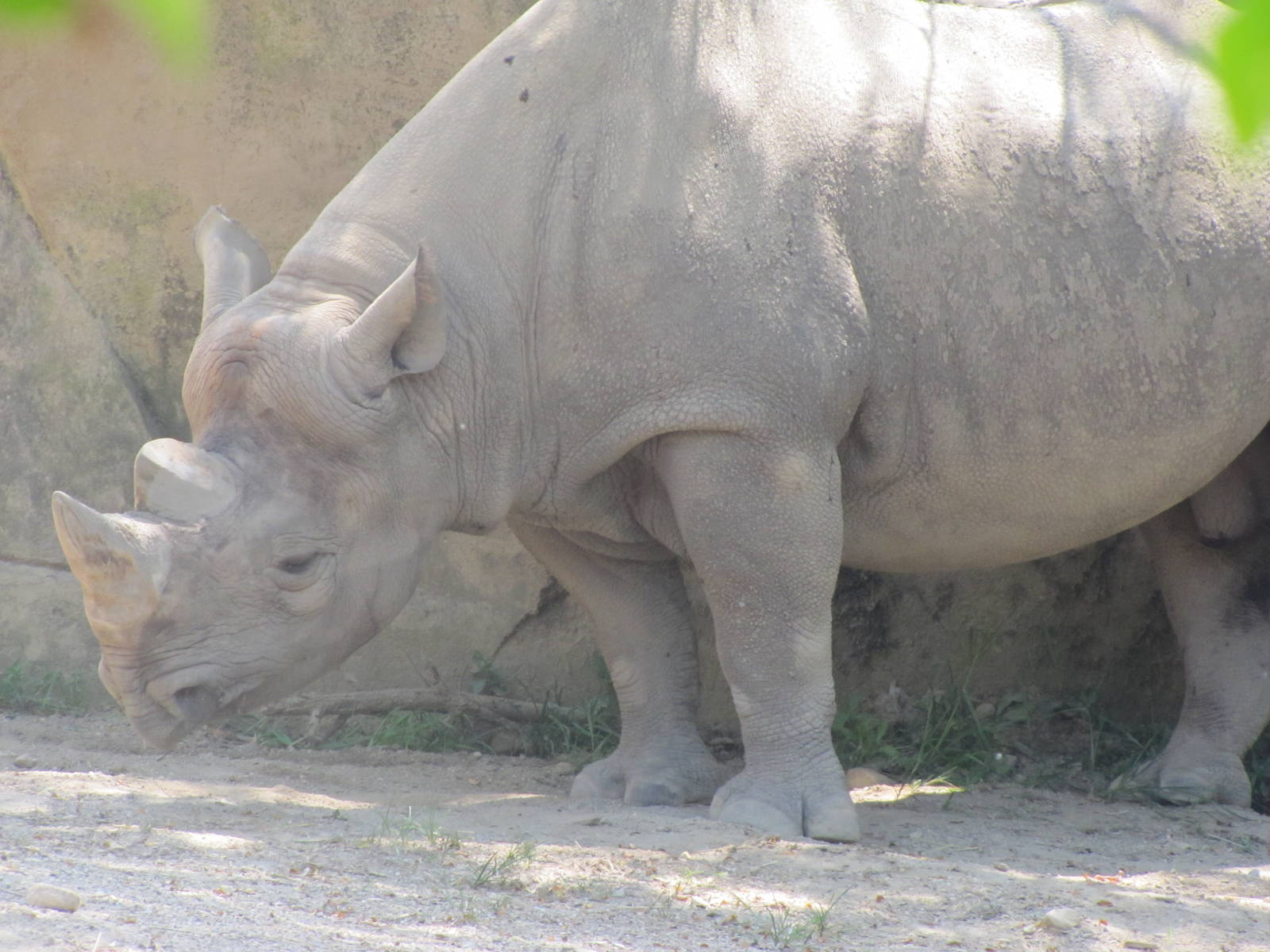 Male Black Rhino