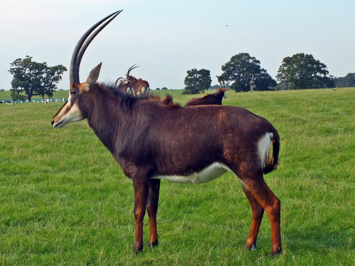 Male black sable antelope