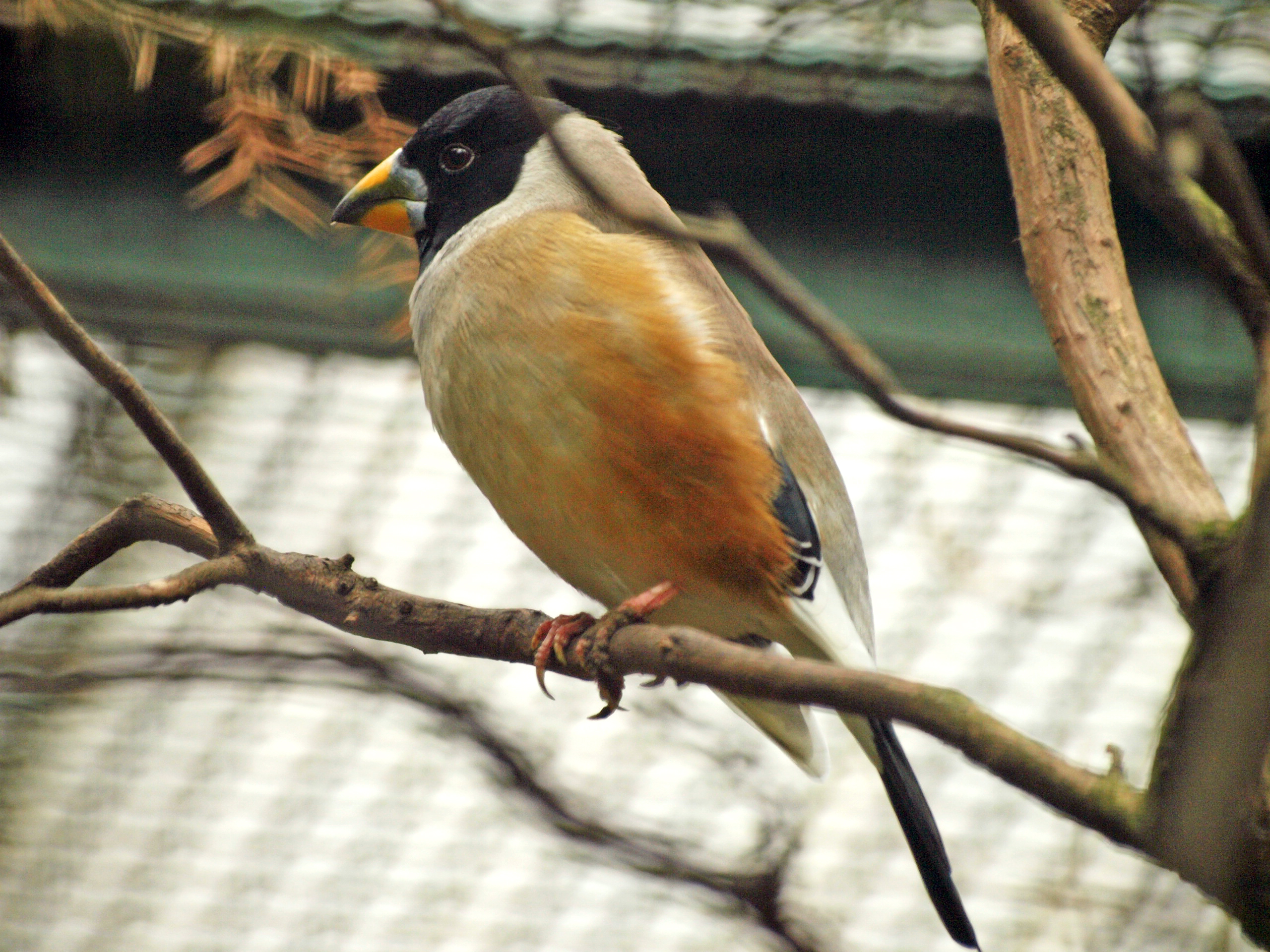 male Black-tailed hawfinch