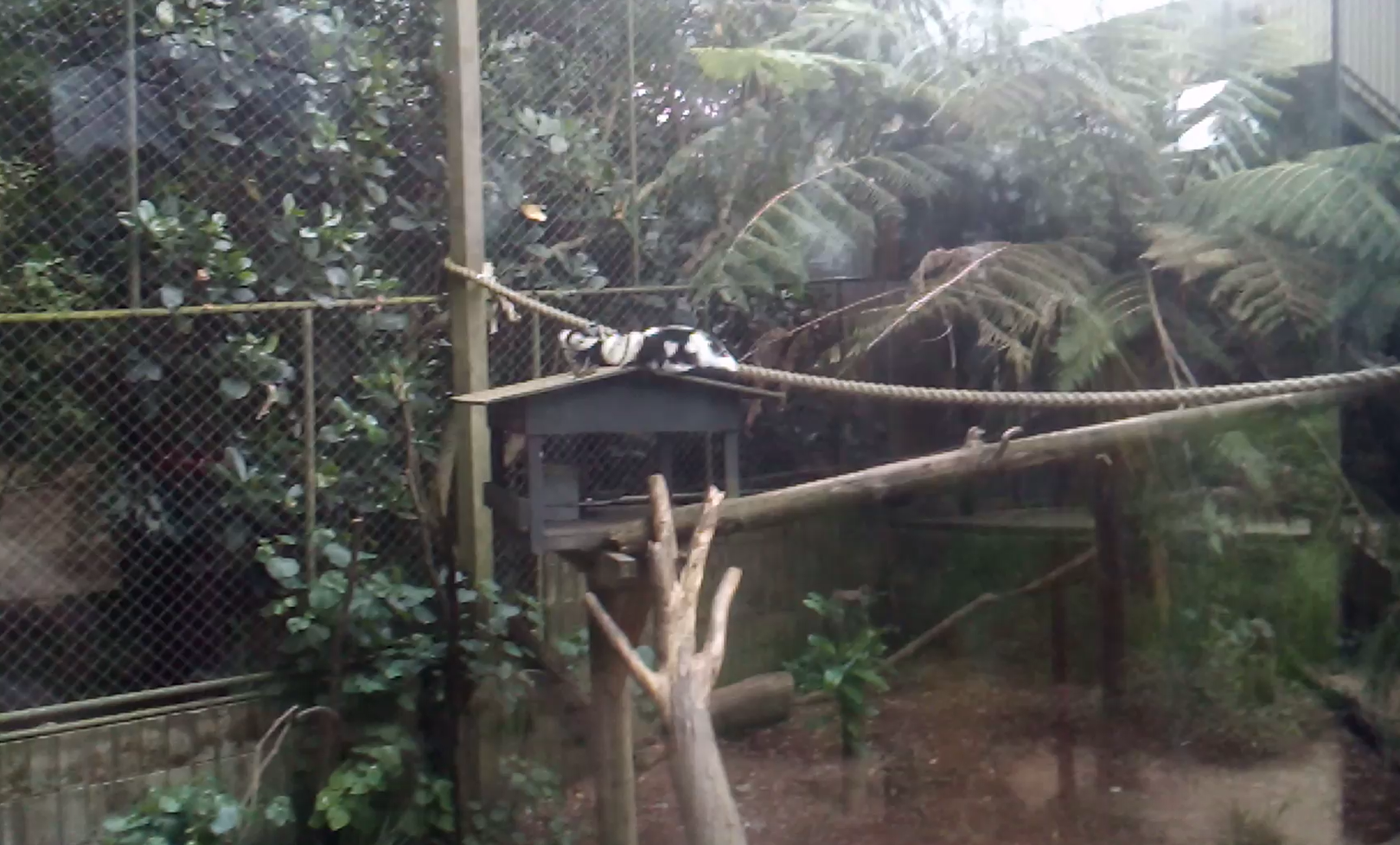 Male Black & White Ruffed Lemurs