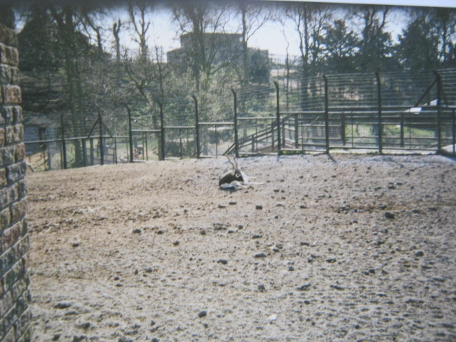 Male Blackbuck 12/3/90.
