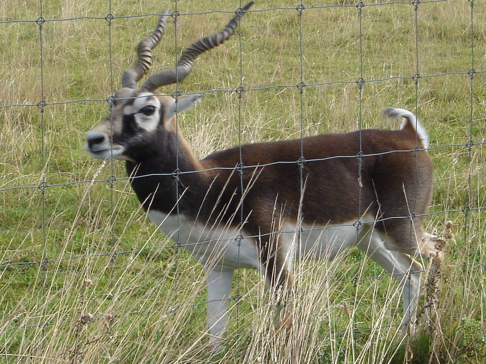 Male Blackbuck 2009