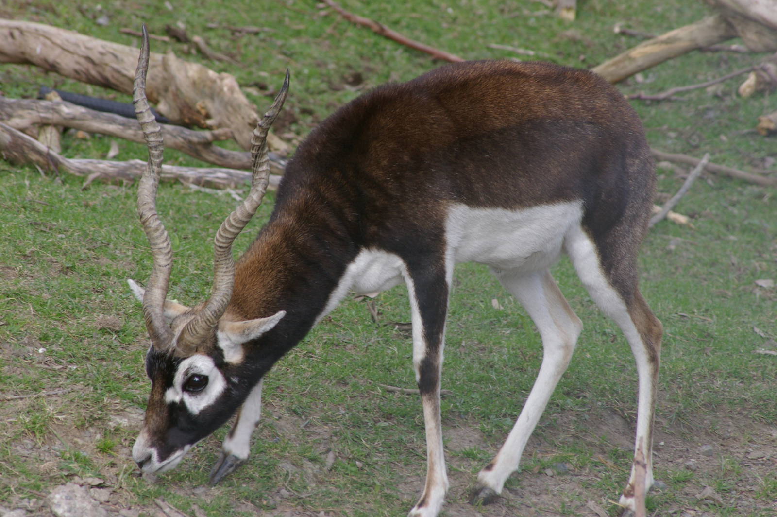 Male blackbuck (Antilope cervicapra)